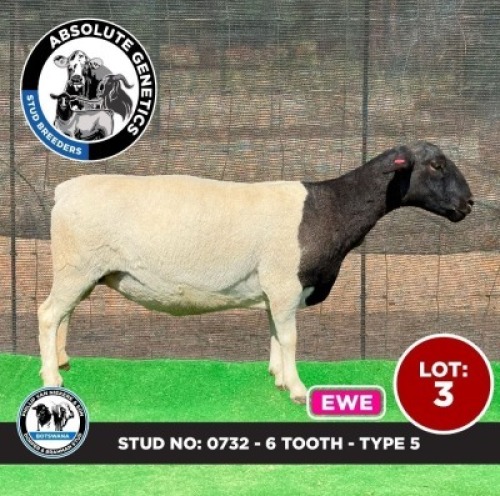 1X BLACK HEAD DORPER EWE PHILLIP VAN NIEKERK & SON DORPER & BRAHMAN STUD