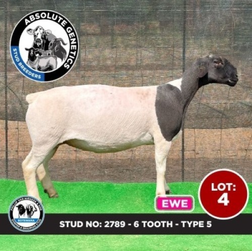 1X BLACK HEAD DORPER EWE PHILLIP VAN NIEKERK & SON DORPER & BRAHMAN STUD