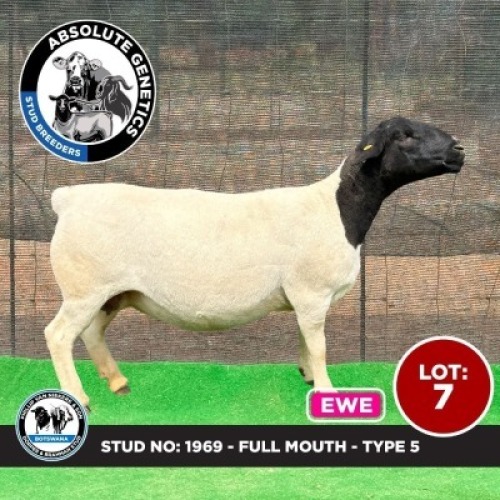 1X BLACK HEAD DORPER EWE PHILLIP VAN NIEKERK & SON DORPER & BRAHMAN STUD