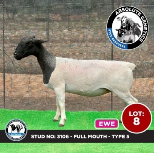 1X BLACK HEAD DORPER EWE PHILLIP VAN NIEKERK & SON DORPER & BRAHMAN STUD