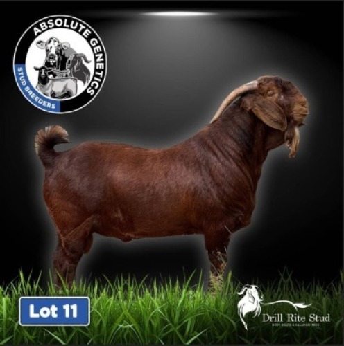 1X KALAHARI RED BUCK DRILL RITE STUD