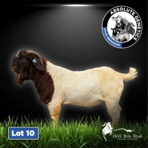 1X BOER GOAT BUCK DRILL RITE STUD