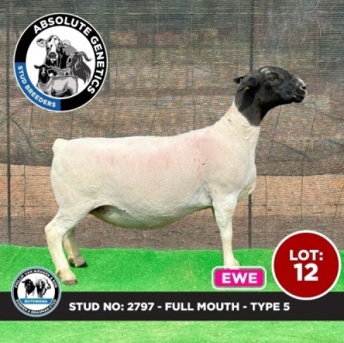 1X BLACK HEAD DORPER EWE PHILLIP VAN NIEKERK & SON DORPER & BRAHMAN STUD