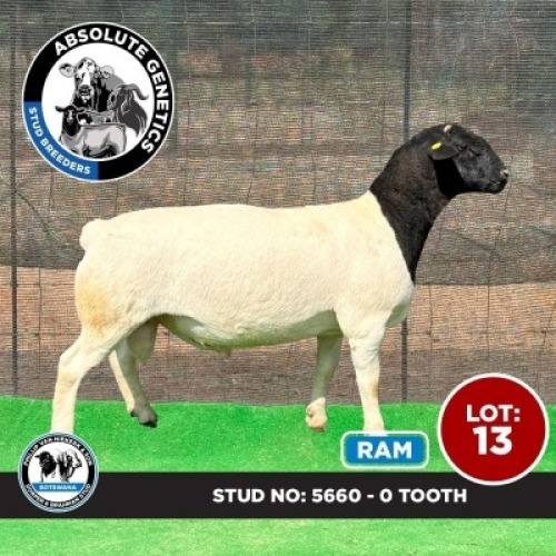 1X BLACK HEAD DORPER RAM PHILLIP VAN NIEKERK & SON DORPER & BRAHMAN STUD