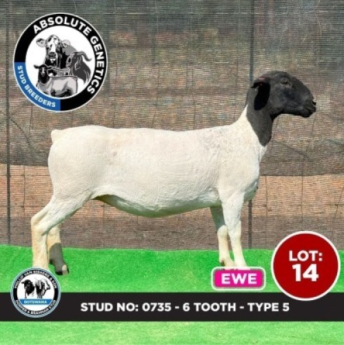 1X BLACK HEAD DORPER EWE PHILLIP VAN NIEKERK & SON DORPER & BRAHMAN STUD