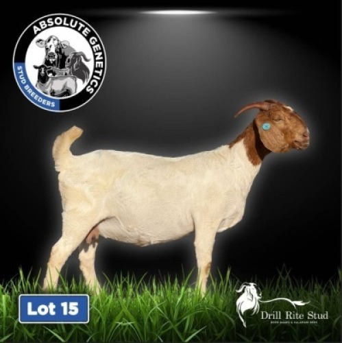 1+2X BOER GOAT EWE DRILL RITE STUD