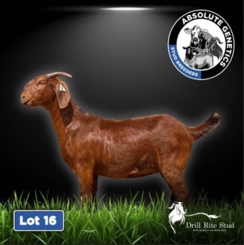 1X KALAHARI RED EWE DRILL RITE STUD