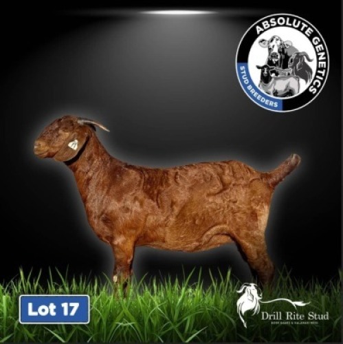 1X KALAHARI RED EWE DRILL RITE STUD