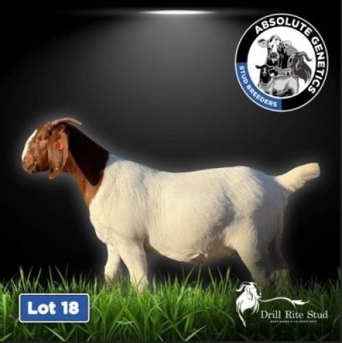 1X BOER GOAT EWE DRILL RITE STUD