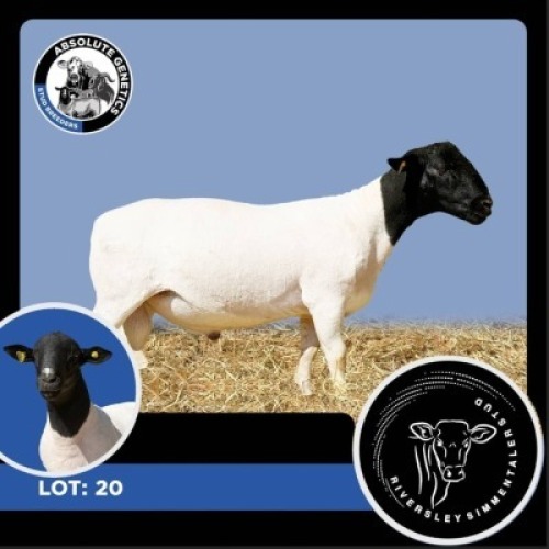 1X BLACK HEAD DORPER RAM RIVERSLEY SIMMENTALER STUD