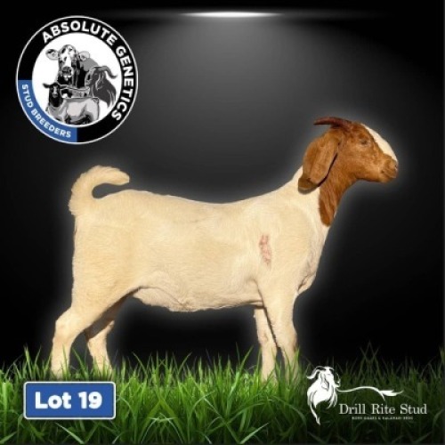 1X BOER GOAT EWE DRILL RITE STUD
