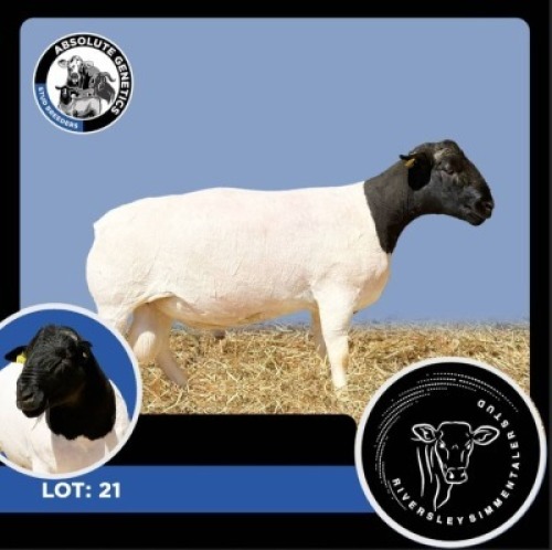 1X BLACK HEAD DORPER RAM RIVERSLEY SIMMENTALER STUD
