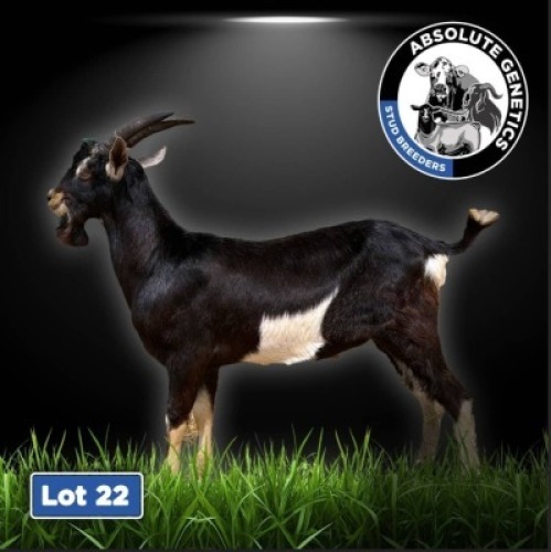1X BRITISH ALPINE BUCK DRILL RITE STUD