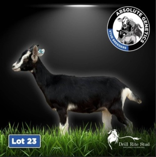 1X BRITISH ALPINE EWE DRILL RITE STUD