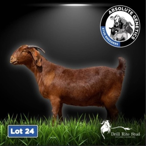 1X KALAHARI RED EWE DRILL RITE STUD