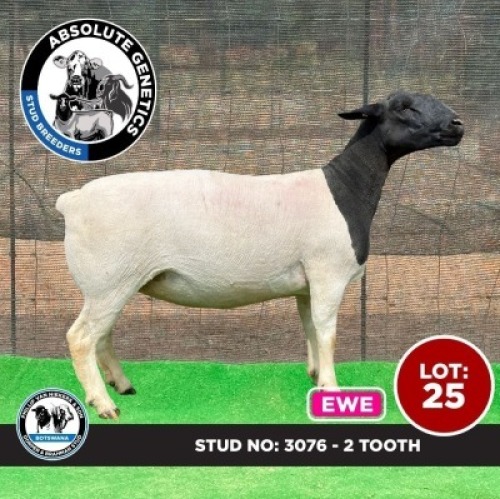 1X BLACK HEAD DORPER EWE PHILLIP VAN NIEKERK & SON DORPER & BRAHMAN STUD