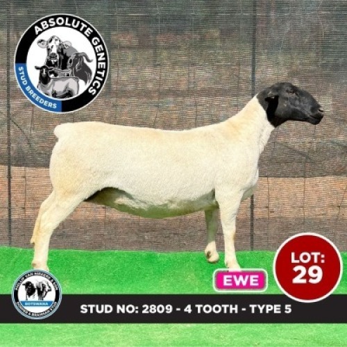 1X BLACK HEAD DORPER EWE PHILLIP VAN NIEKERK & SON DORPER & BRAHMAN STUD