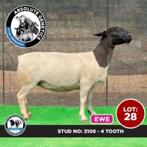 1X BLACK HEAD DORPER EWE PHILLIP VAN NIEKERK & SON DORPER & BRAHMAN STUD