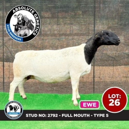 1X BLACK HEAD DORPER EWE PHILLIP VAN NIEKERK & SON DORPER & BRAHMAN STUD