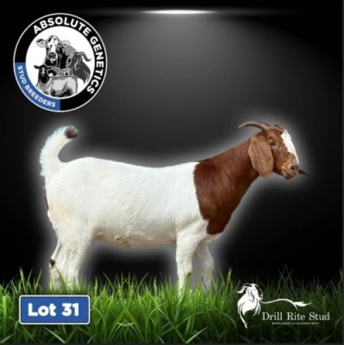 1X BOER GOAT EWE DRILL RITE STUD