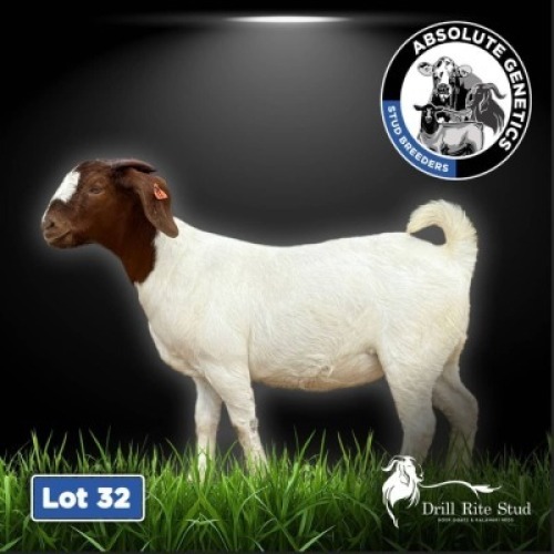 1X BOER GOAT EWE DRILL RITE STUD