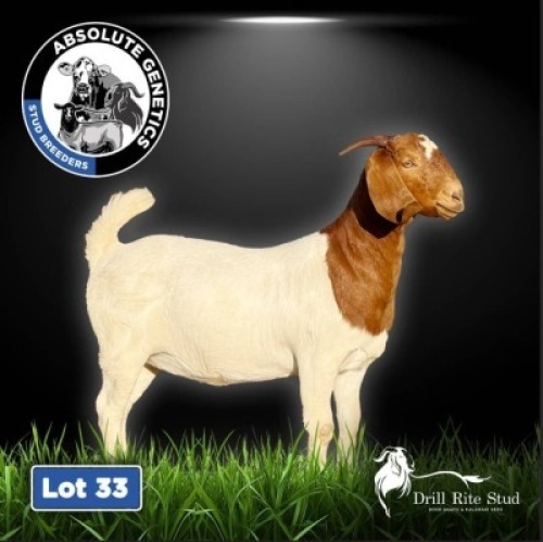 1X BOER GOAT EWE DRILL RITE STUD