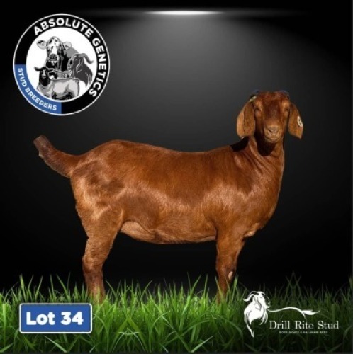1X KALAHARI RED EWE DRILL RITE STUD