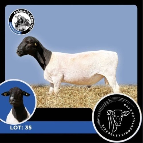1X BLACK HEAD DORPER RAM RIVERSLEY SIMMENTALER STUD