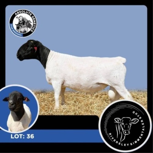 1X BLACK HEAD DORPER RAM RIVERSLEY SIMMENTALER STUD
