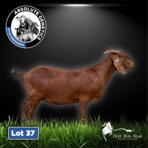 1X KALAHARI RED EWE DRILL RITE STUD