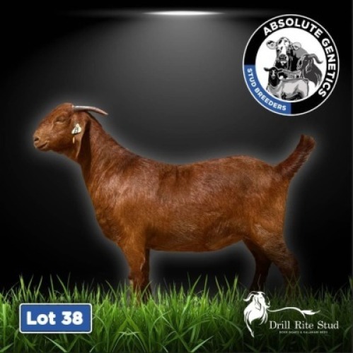 1X KALAHARI RED EWE DRILL RITE STUD