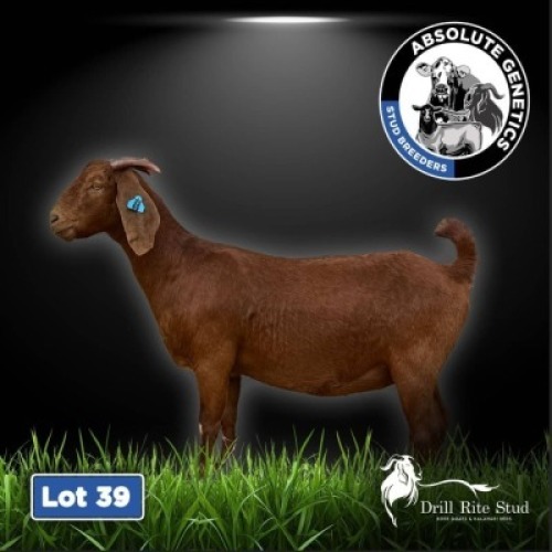1X KALAHARI RED EWE DRILL RITE STUD