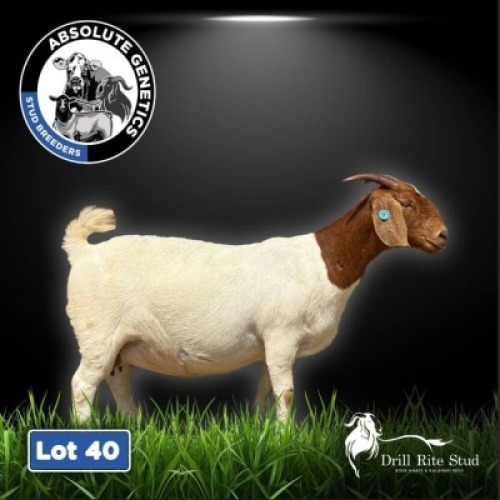 1+1X BOER GOAT EWE DRILL RITE STUD
