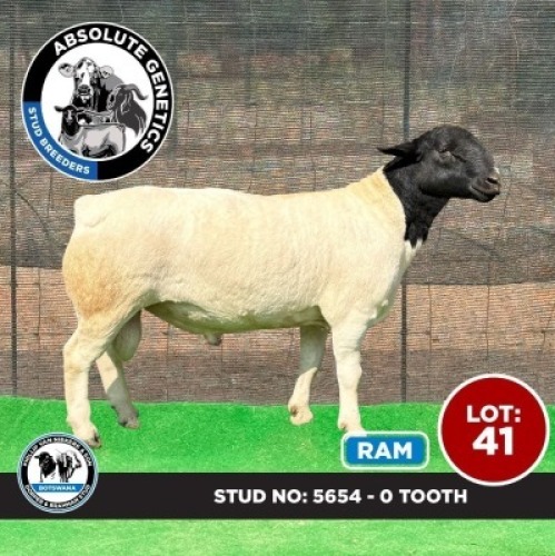 1X BLACK HEAD DORPER RAM PHILLIP VAN NIEKERK & SON DORPER & BRAHMAN STUD