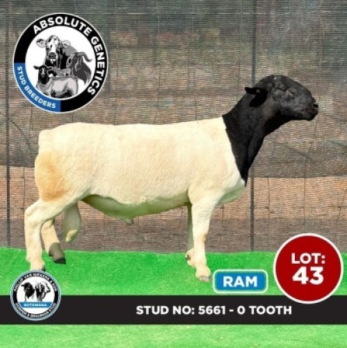 1X BLACK HEAD DORPER RAM PHILLIP VAN NIEKERK & SON DORPER & BRAHMAN STUD
