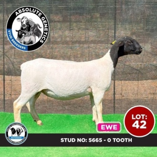 1X BLACK HEAD DORPER EWE PHILLIP VAN NIEKERK & SON DORPER & BRAHMAN STUD