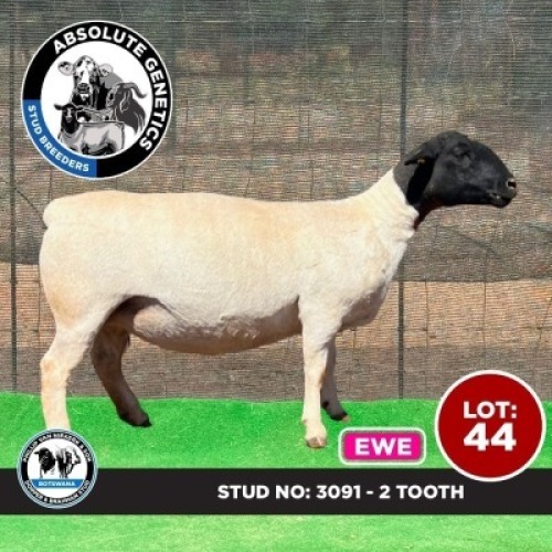 1X BLACK HEAD DORPER EWE PHILLIP VAN NIEKERK & SON DORPER & BRAHMAN STUD