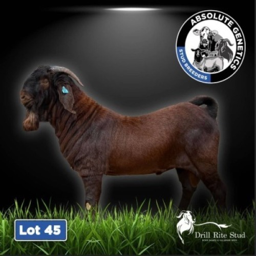 1X KALAHARI RED BUCK DRILL RITE STUD