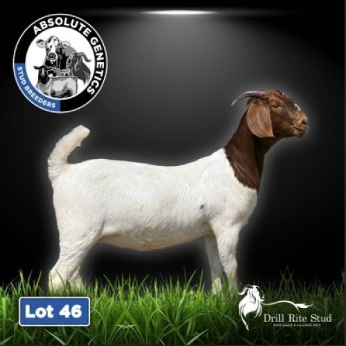 1X BOER GOAT EWE DRILL RITE STUD