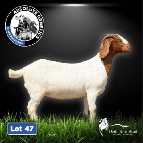 1X BOER GOAT EWE DRILL RITE STUD