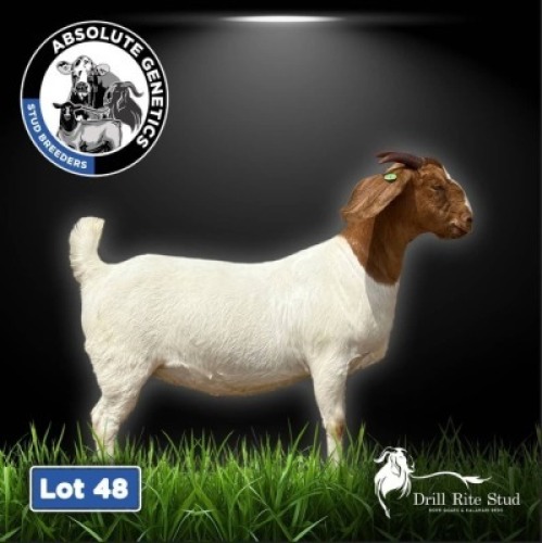 1X BOER GOAT EWE DRILL RITE STUD