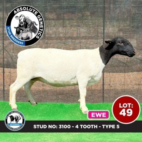 1X BLACK HEAD DORPER EWE PHILLIP VAN NIEKERK & SON DORPER & BRAHMAN STUD