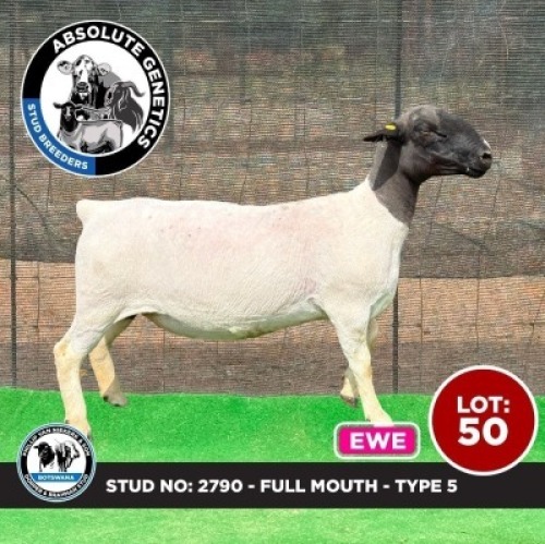 1X BLACK HEAD DORPER EWE PHILLIP VAN NIEKERK & SON DORPER & BRAHMAN STUD