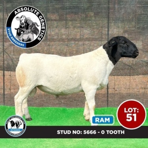 1X BLACK HEAD DORPER RAM PHILLIP VAN NIEKERK & SON DORPER & BRAHMAN STUD