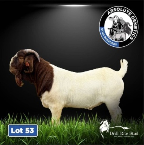 1X BOER GOAT BUCK DRILL RITE STUD