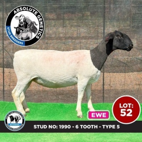 1X BLACK HEAD DORPER EWE PHILLIP VAN NIEKERK & SON DORPER & BRAHMAN STUD