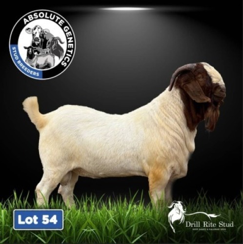 1X BOER GOAT BUCK DRILL RITE STUD