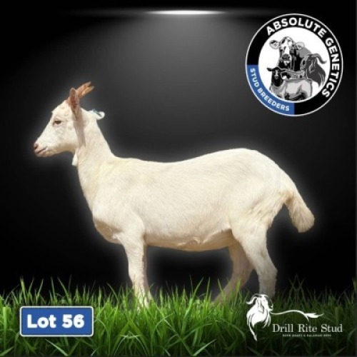 1X SAANEN EWE DRILL RITE STUD