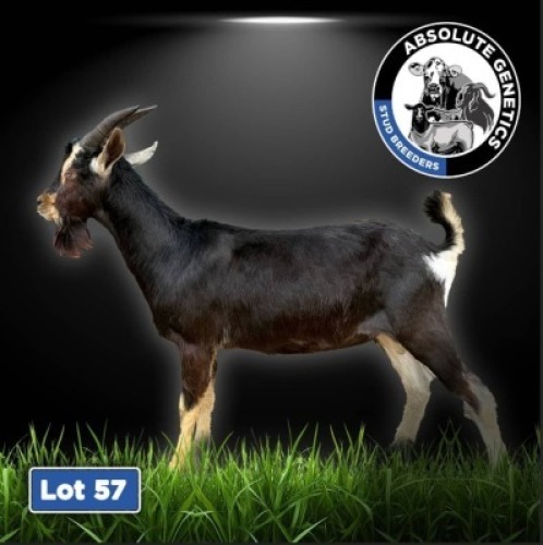 1X BRITISH ALPINE BUCK DRILL RITE STUD