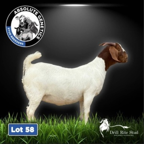 1X BOER GOAT EWE DRILL RITE STUD